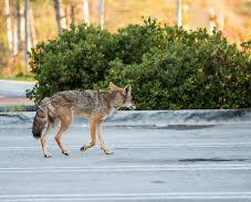 City Coyote