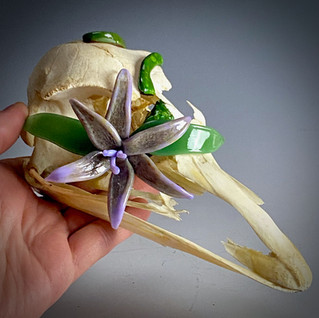 Emu Skull with Lily