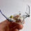 Thumbnail: Blown Glass Bat filled with a moth