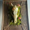 Thumbnail: Real Coyote Skull with Glass  Mushrooms in a leather frame