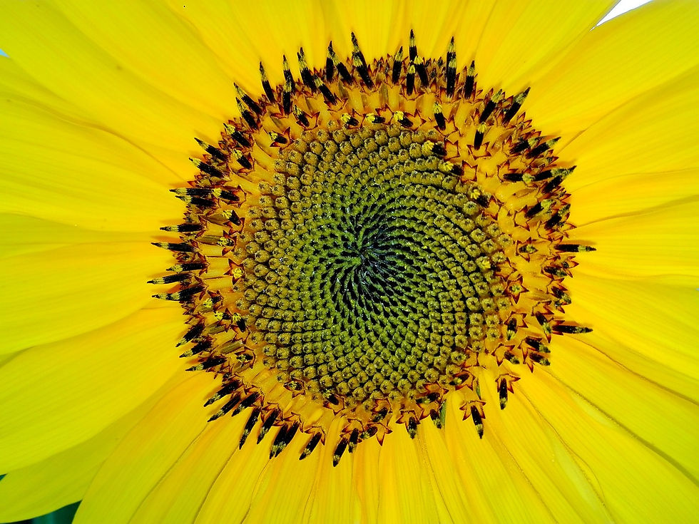 Fibonacci Sequence in a Sunflower