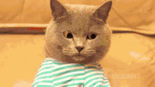 typing cat GIF.gif