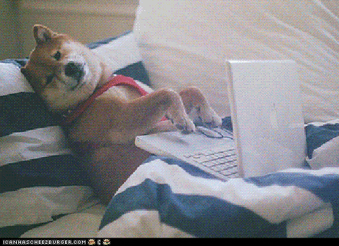 typing shiba.gif