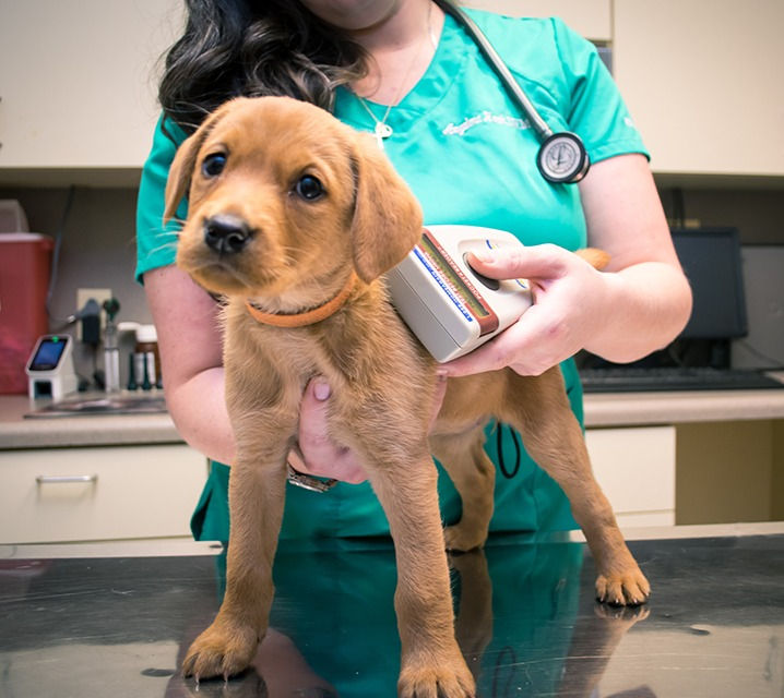 Mission Microchip Monday
