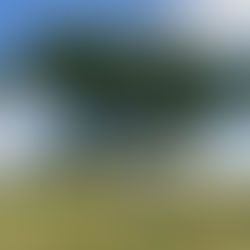 A stunted and twisted oak tree standing atop a hill amongst long grass blowing in the wind and with the blue sky behind.