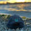 Thumbnail: FOURLINES Patch Hat