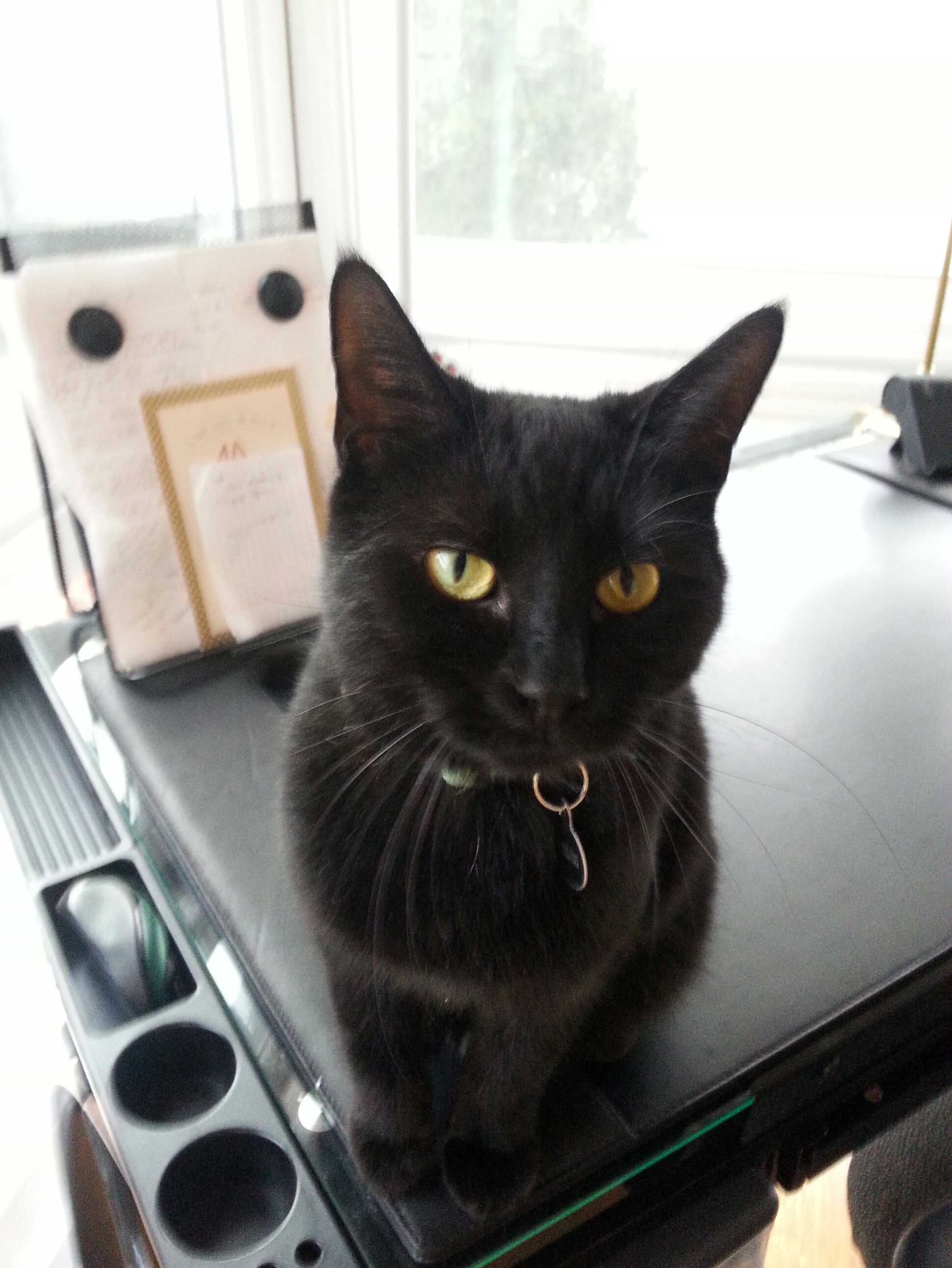 simplycatsgrsitters