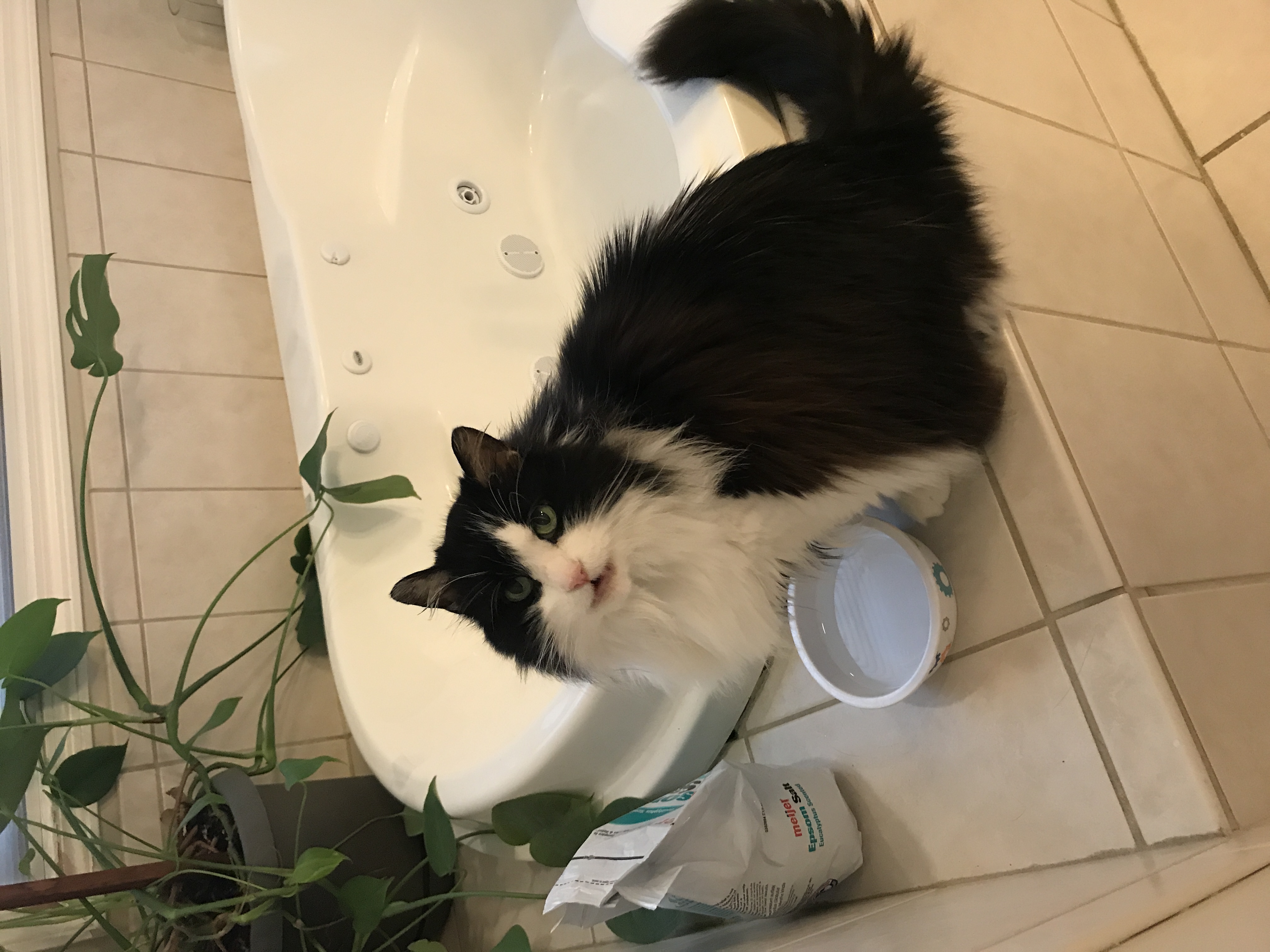 simplycatsgrsitters