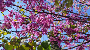 דווקא בזכות הקורונה - מס' 2, אל תחפש רחוק תישאר קרוב