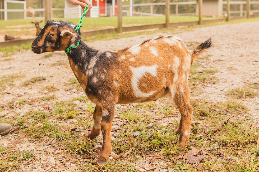 Goats for Sale | Goat Daddy's Farm Goat for sale near me
