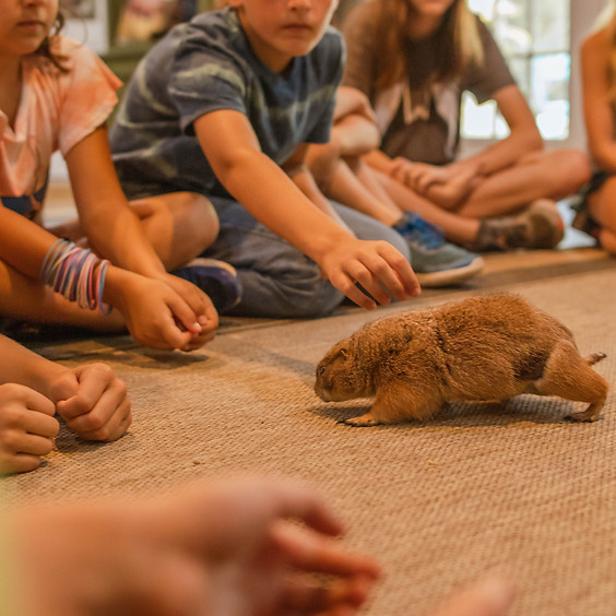 Kids Camp at Goat Daddy's Farm and Animal Sanctuary May 30-June 3