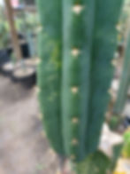 Thumbnail: Green Yeshua variegated 8" tip cut FREESHIP