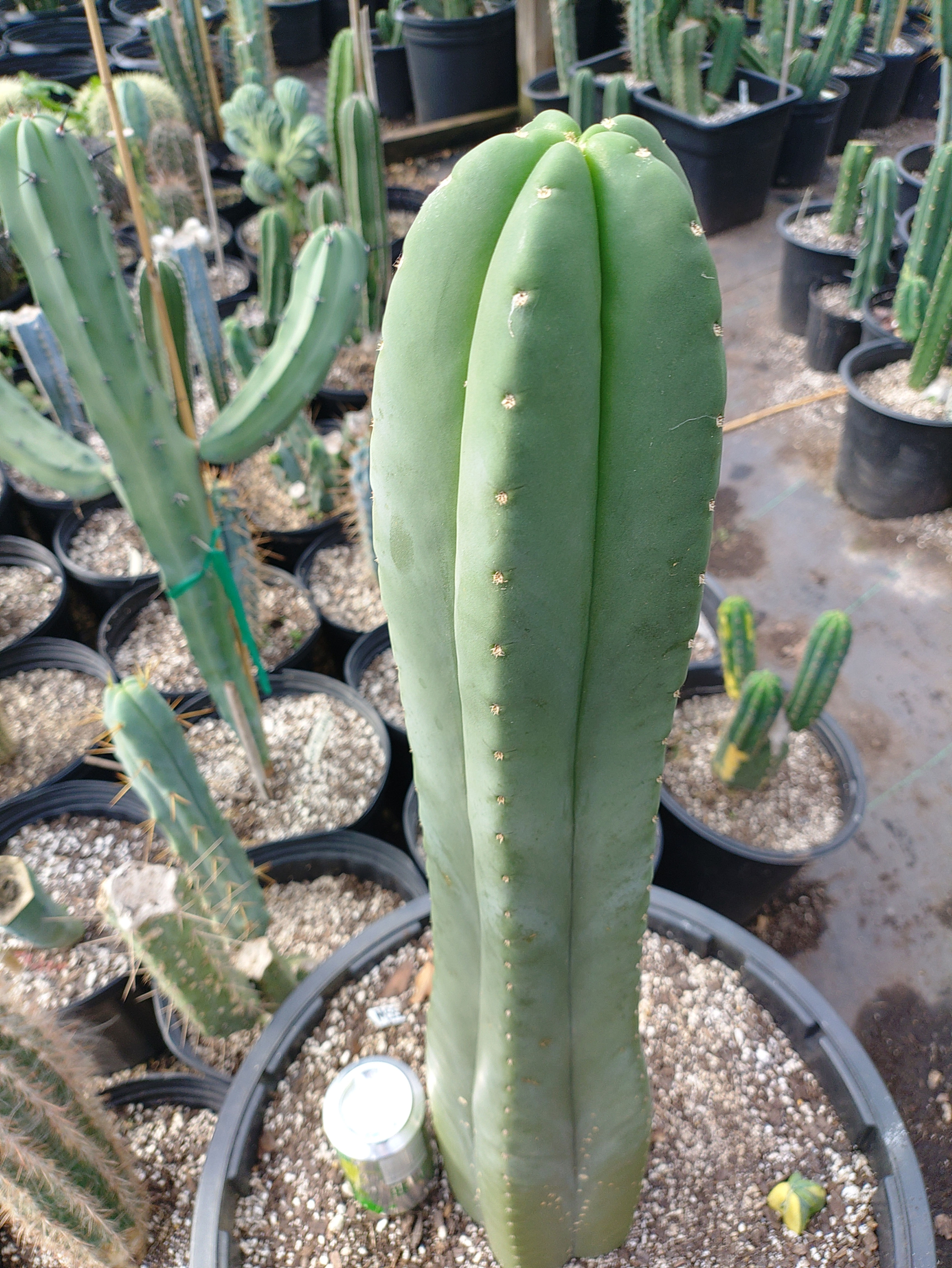 MASSIVE!!! MSS x Goliath 14" tip cutting FREE SHIP