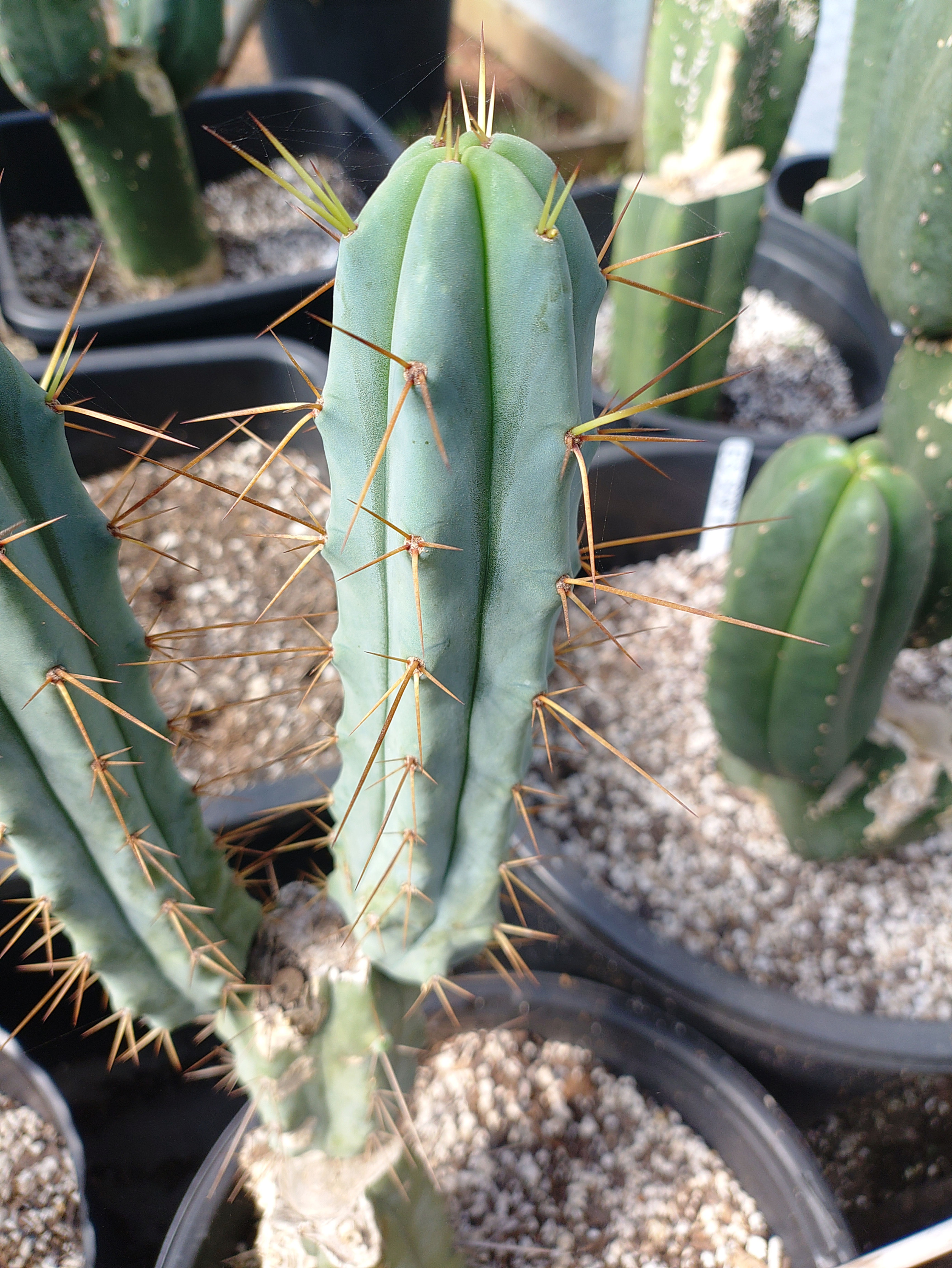 Bridgesii "MM" 7" tip cutting FREE SHIP