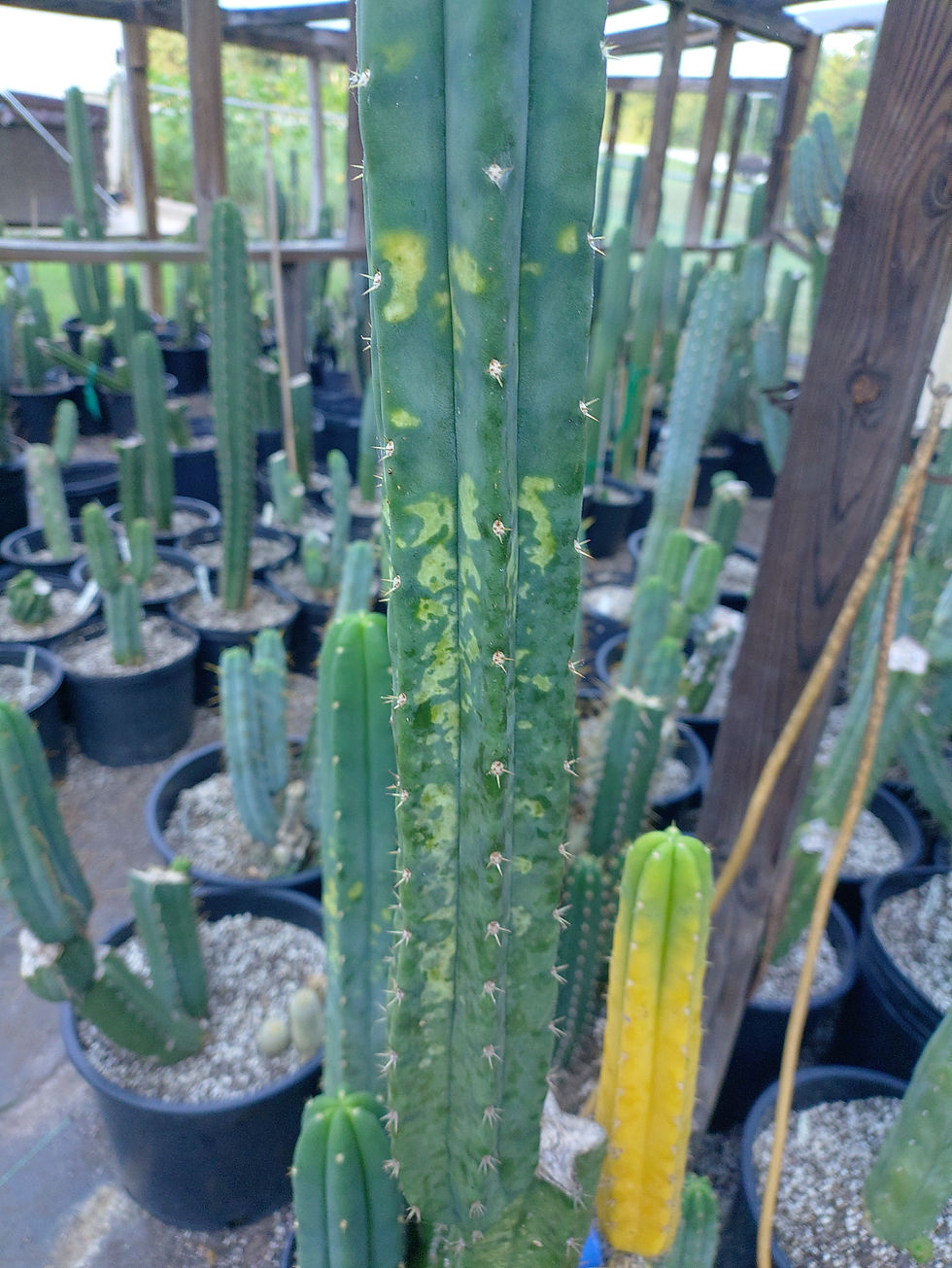 Thumbnail: Green Yeshua variegated 16" tip cut FREESHIP