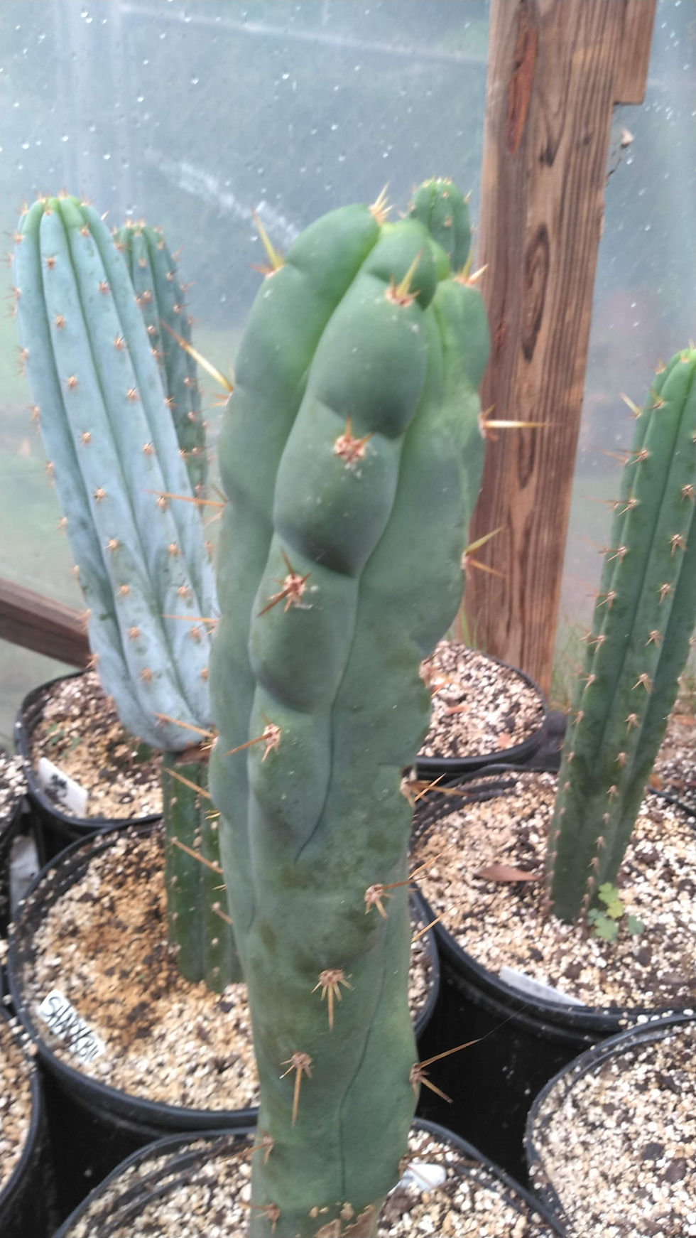 Thumbnail: L-jack x H-coensis Monster graft 4" tip rooted FREESHIP!!!