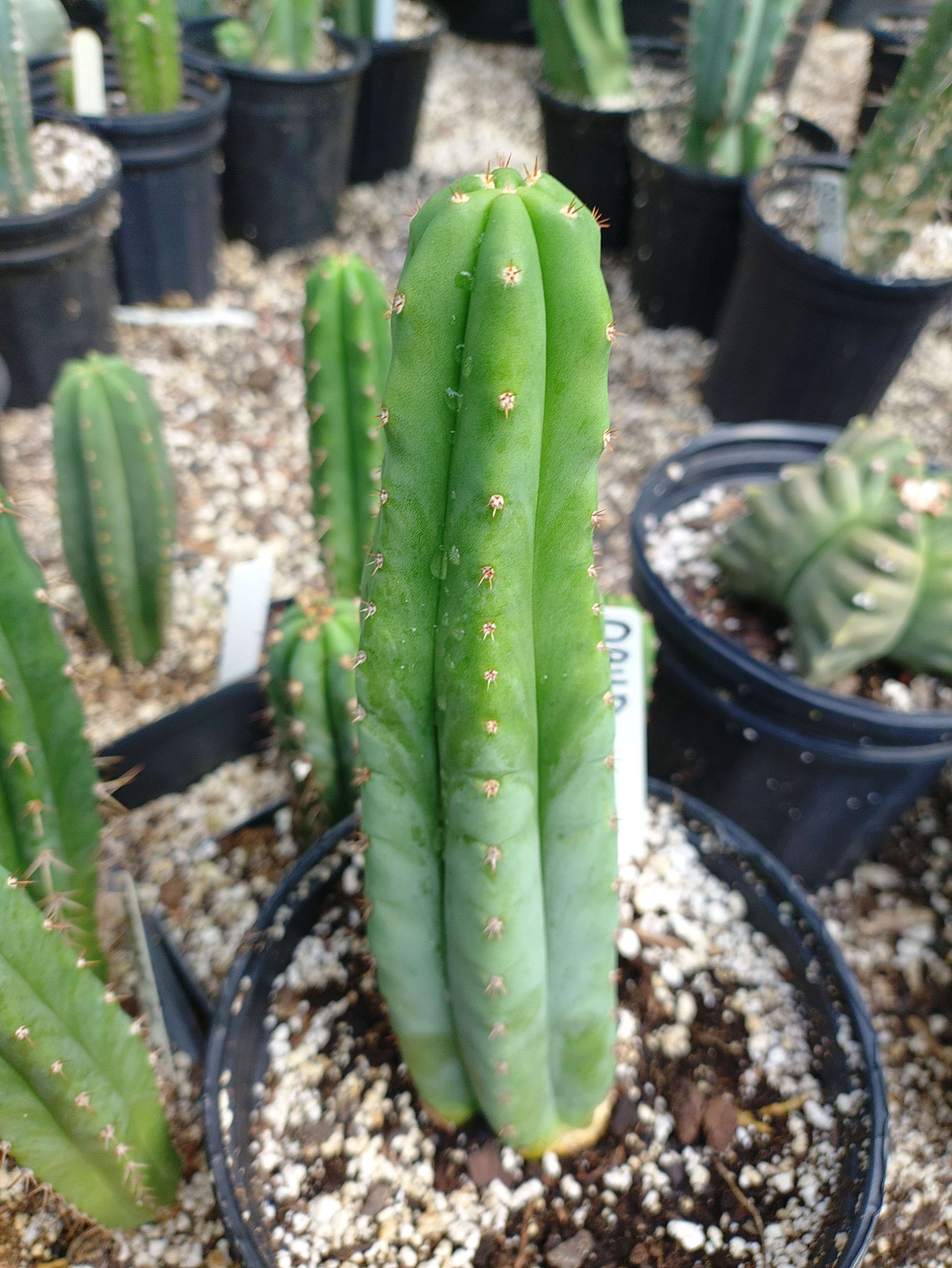 Ogun rooted 9" tip FREE SHIP!!!