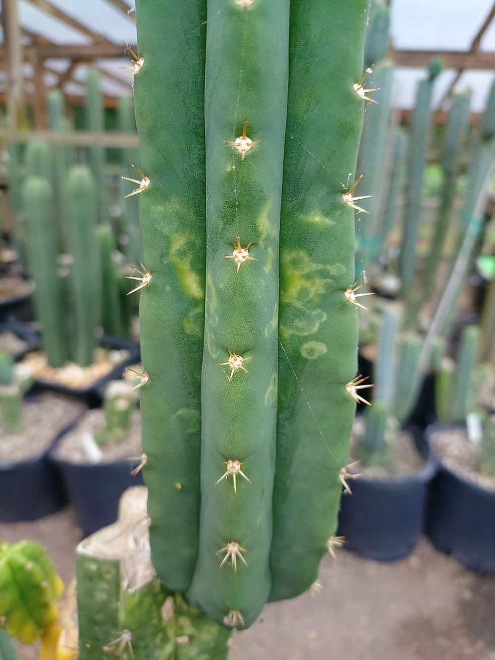 Thumbnail: Green Yeshua variegated 8" tip cut FREESHIP
