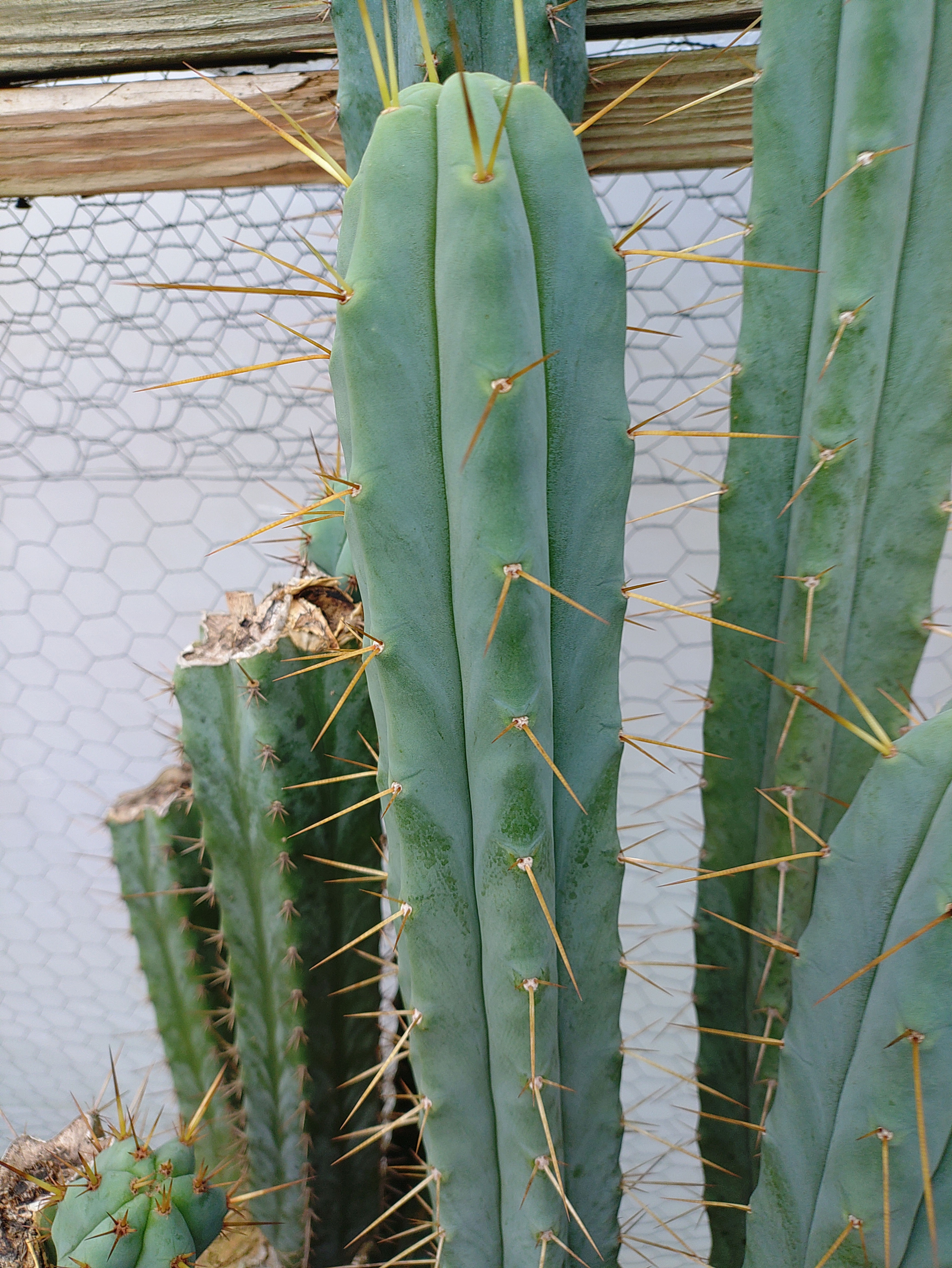 Huge!!! Eileen fat 15" tip cutting. FREE SHIP