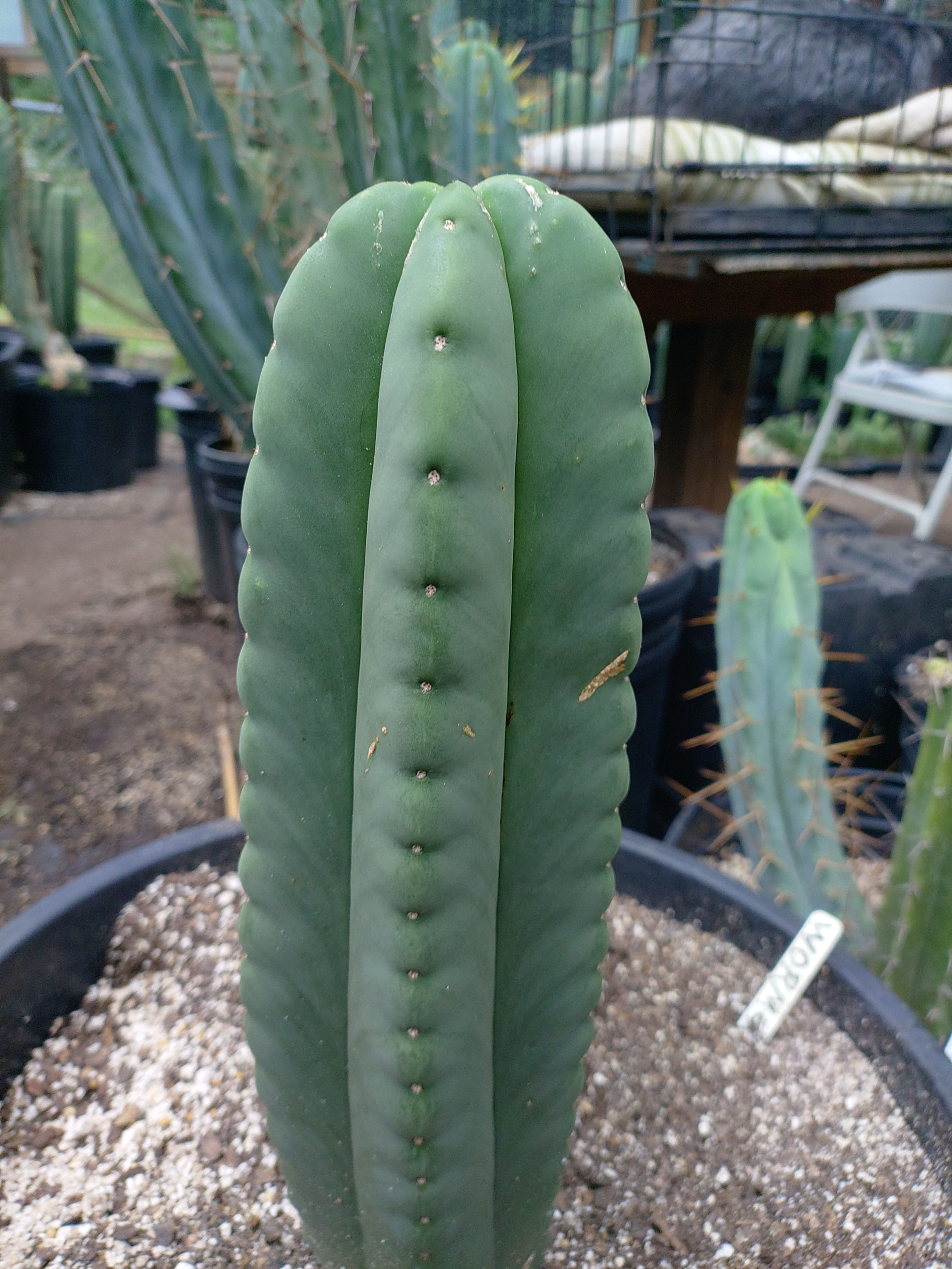 "Worm#2"  FAT!!! 9" tip cutting FREE SHIP!!!