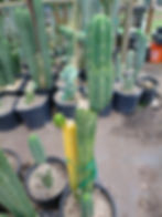 Thumbnail: Green Yeshua variegated 8" tip cut FREESHIP