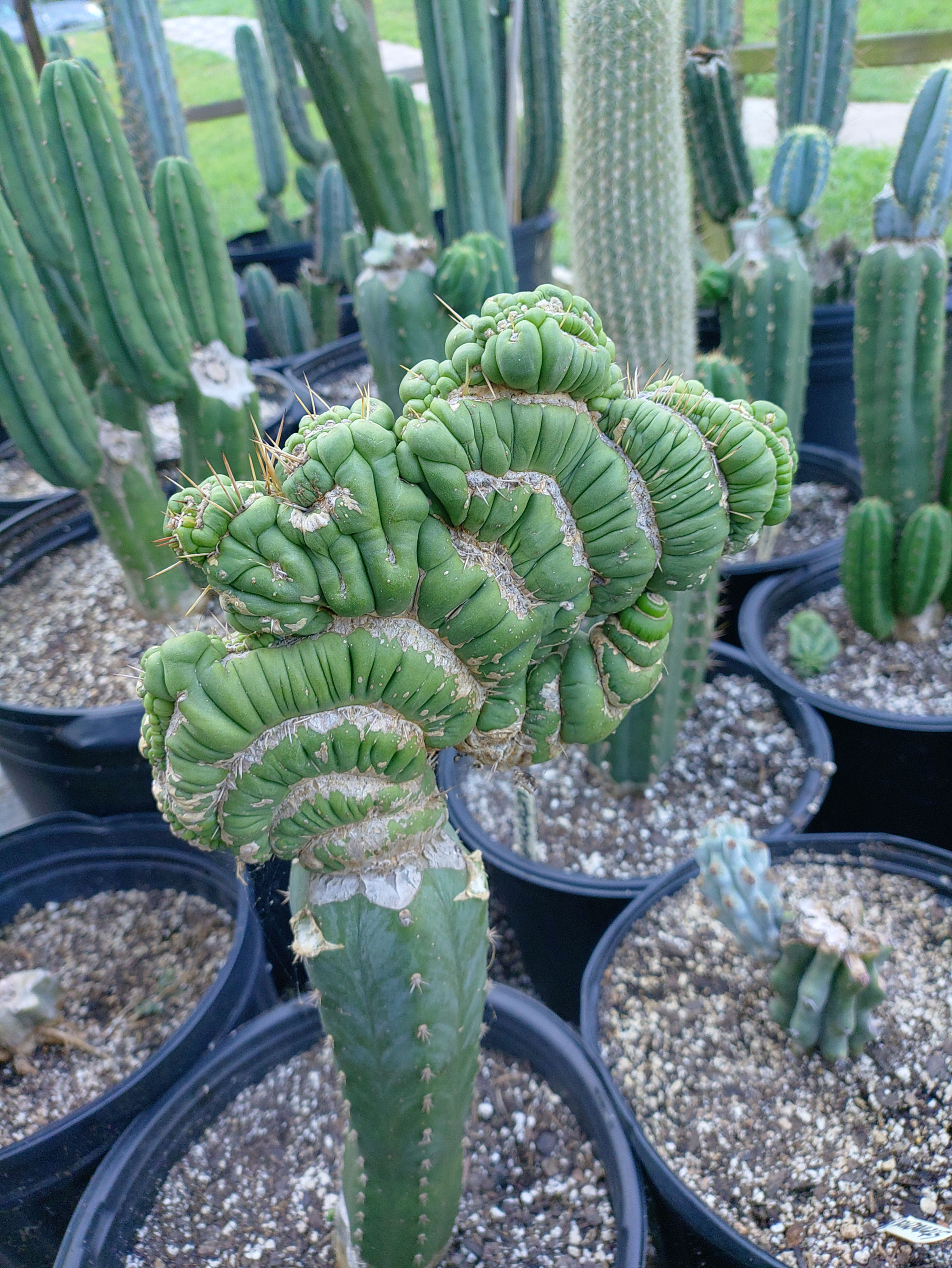 Eulychnia castanea varispiralis FAT!!! 7'tall 9"wide cutting
