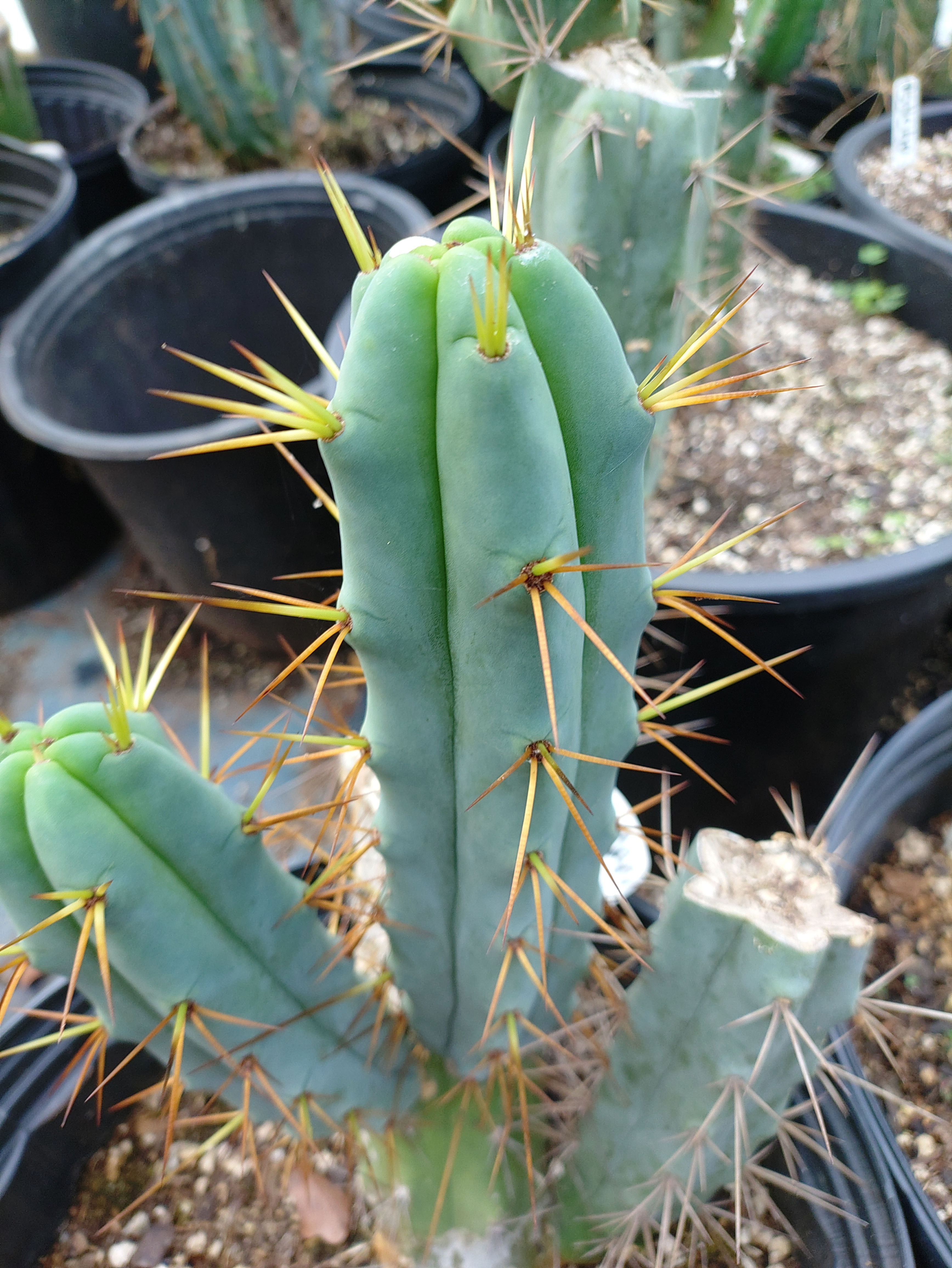 Medicine Man nice 9" tip cutting. FREE SHIP