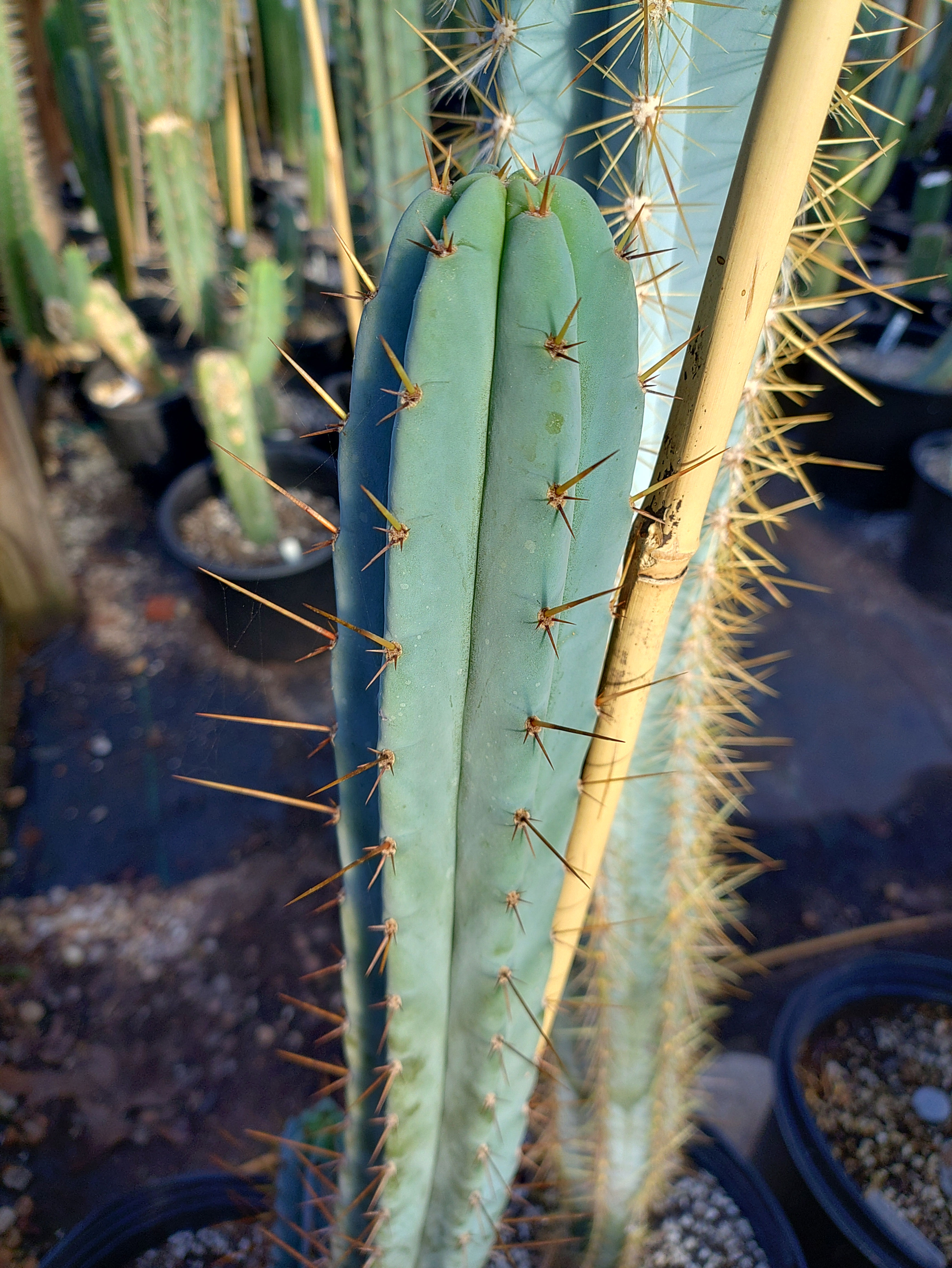 Big Bertha x Eileen, Eileen pheno  12" tip cutting FREE SHIP!!!