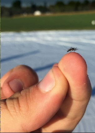 Live Mosquito.jpg