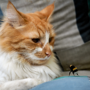 How to treat a cat that's been stung by a bee
