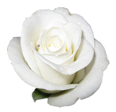 SIGNIFICATION DU BLANC
