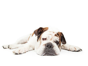 La Prevention du " coup de chaleur "