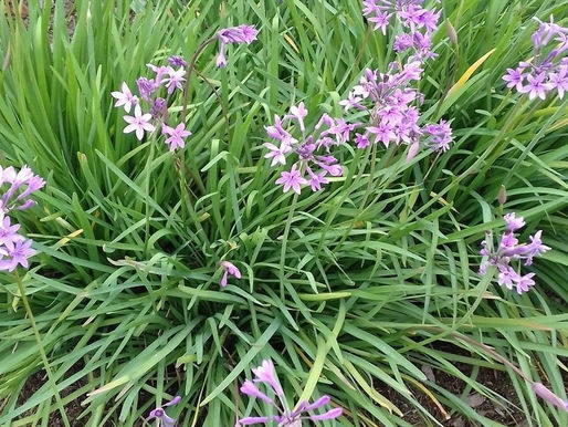 L’AGAPANTHE d’Afrique