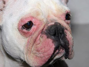 La santé : les maladies de la peau