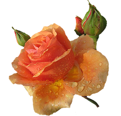 SIGNIFICATION DE L'ORANGE