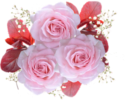 SIGNIFICATION DU ROSE