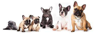 Mon bouledogue Français historique