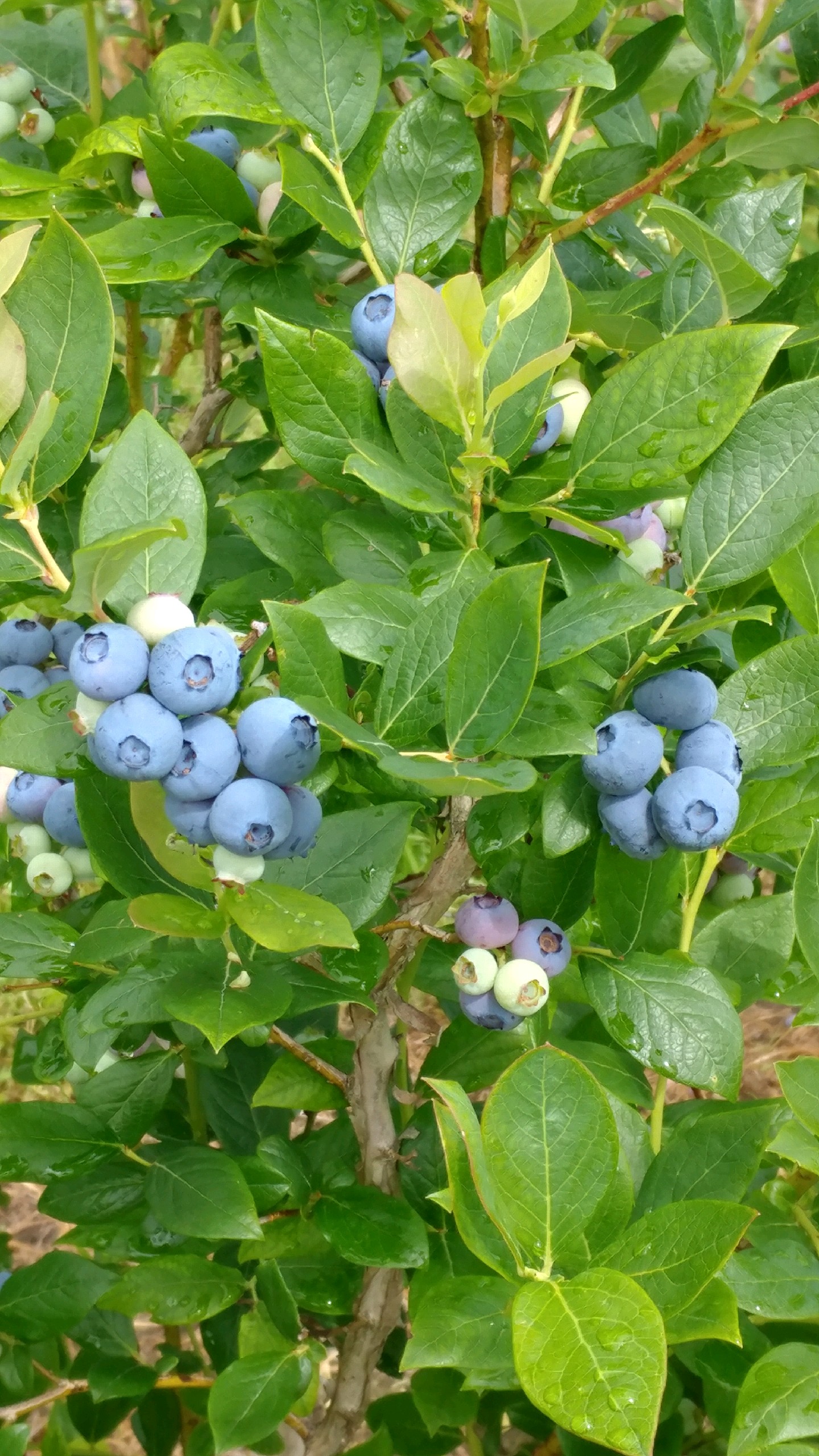 bleuberrie,pyo,middlefield