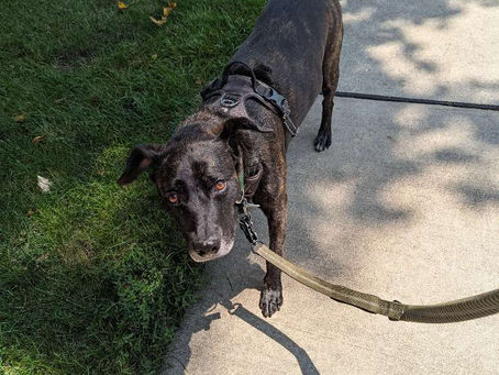 The Pet Lady is Now in Downers Grove!