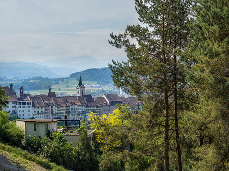 Klimamonitoring der Stadt Wil zeigt Fortschritte und Lücken