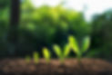 growth.jpg