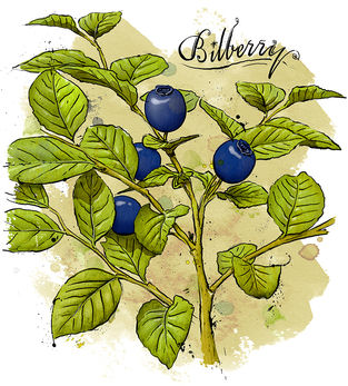 BILBERRY.jpg