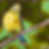 Thumbnail: Sunny Serenade