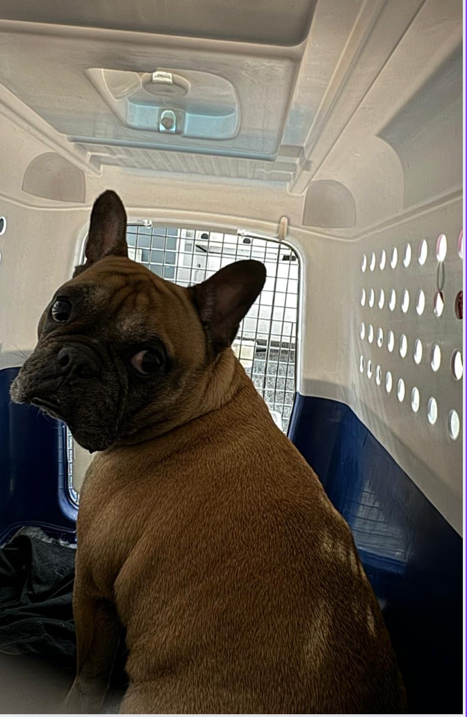 Dr Gerry Pah IPATA VeterinarianlSnub Nose BOAS assessment for Hong Kong Pet Travel