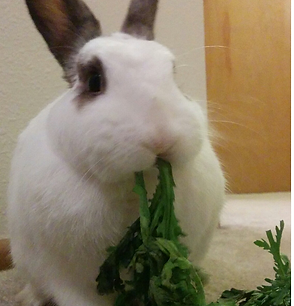Rabbits Guinea Pigs Hamsters and Chinchilla's Pet Travel for Hong Kong Pets Pet Export Hong Kong Rabbit pet travel https://www.petexportvet.com/about-pet-export-brachycephalic-breeds