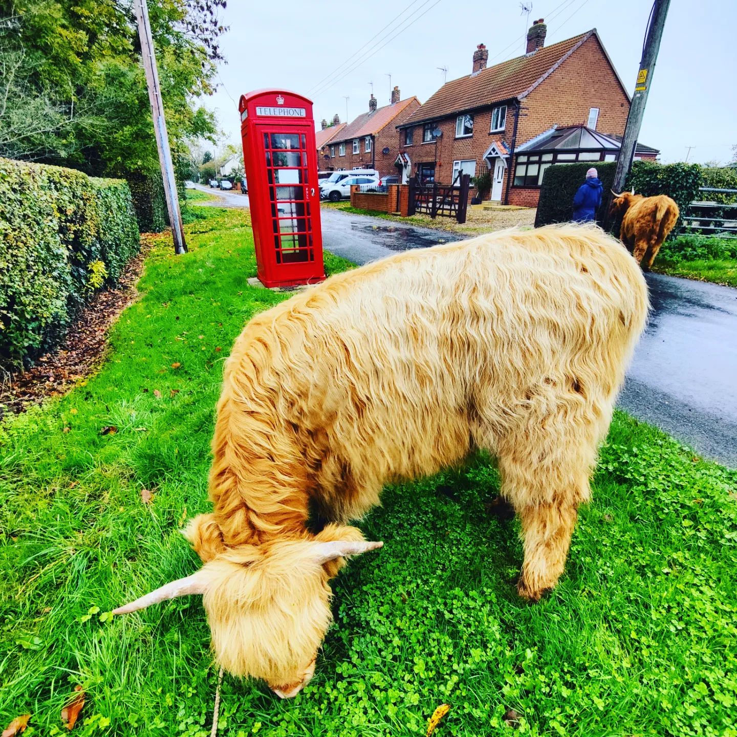 Sponsor A Highland Cow Dumble Farm Arram