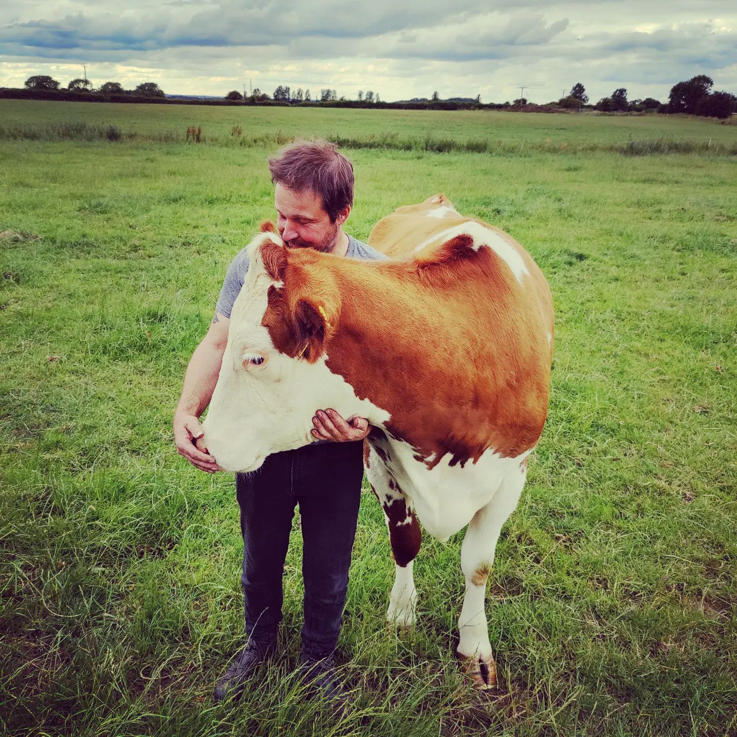 Cow Cuddling and Highland cow experience