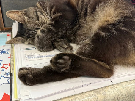 Kitty Guidance!