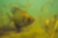 Black-Crappie-C-1075-1.jpeg