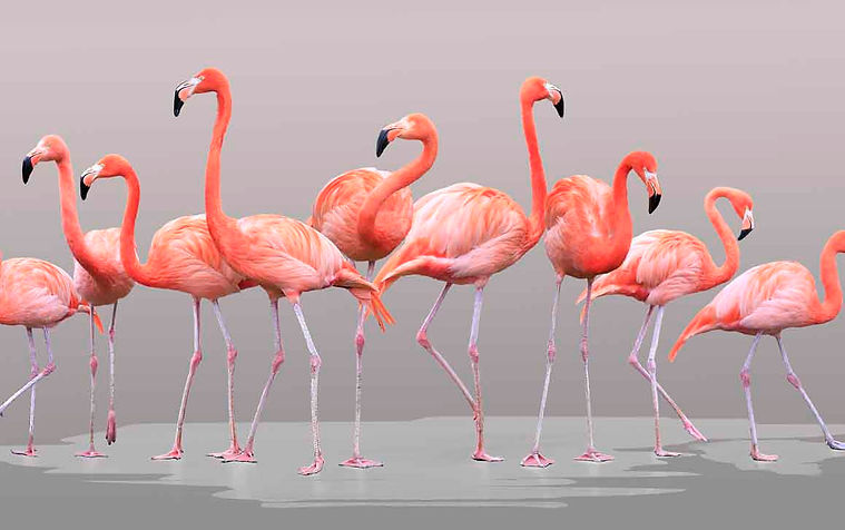 The Flamboyance